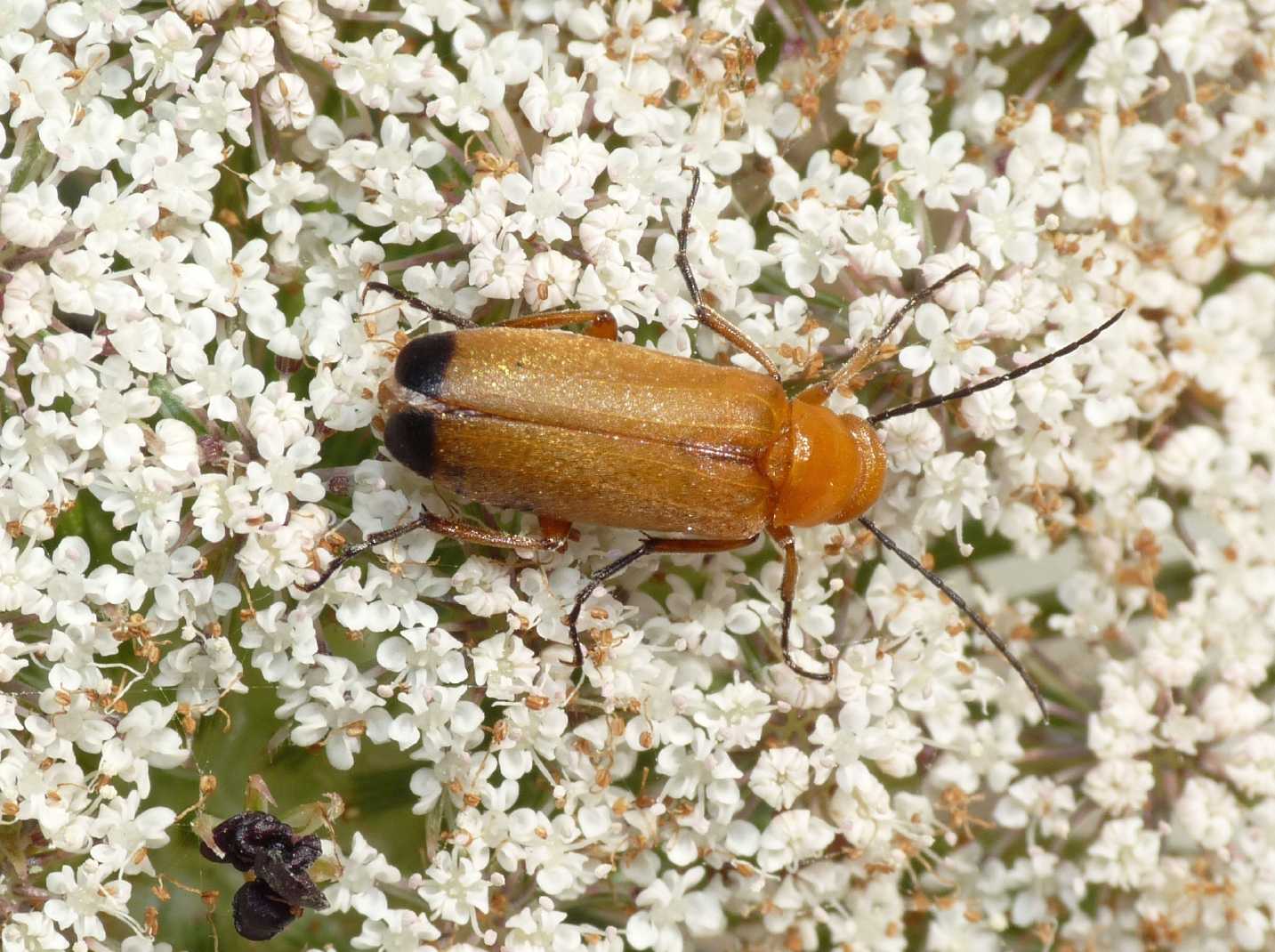 Zonitis flava